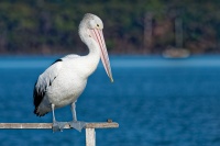 Pelikan australsky - Pelecanus conspicillatus - Australian Pelican o3565